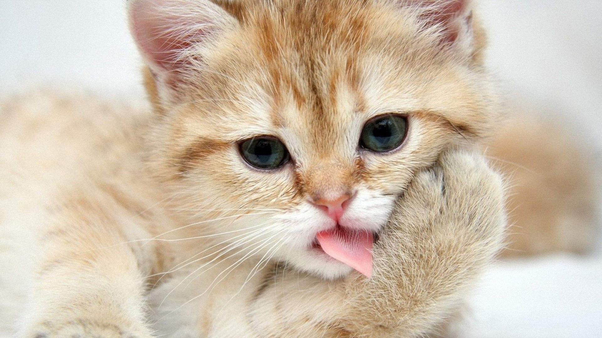 Grey Eyes Brown White Funny Cat Kitten Expression Tongue Out HD Funny Cat Wallpaper