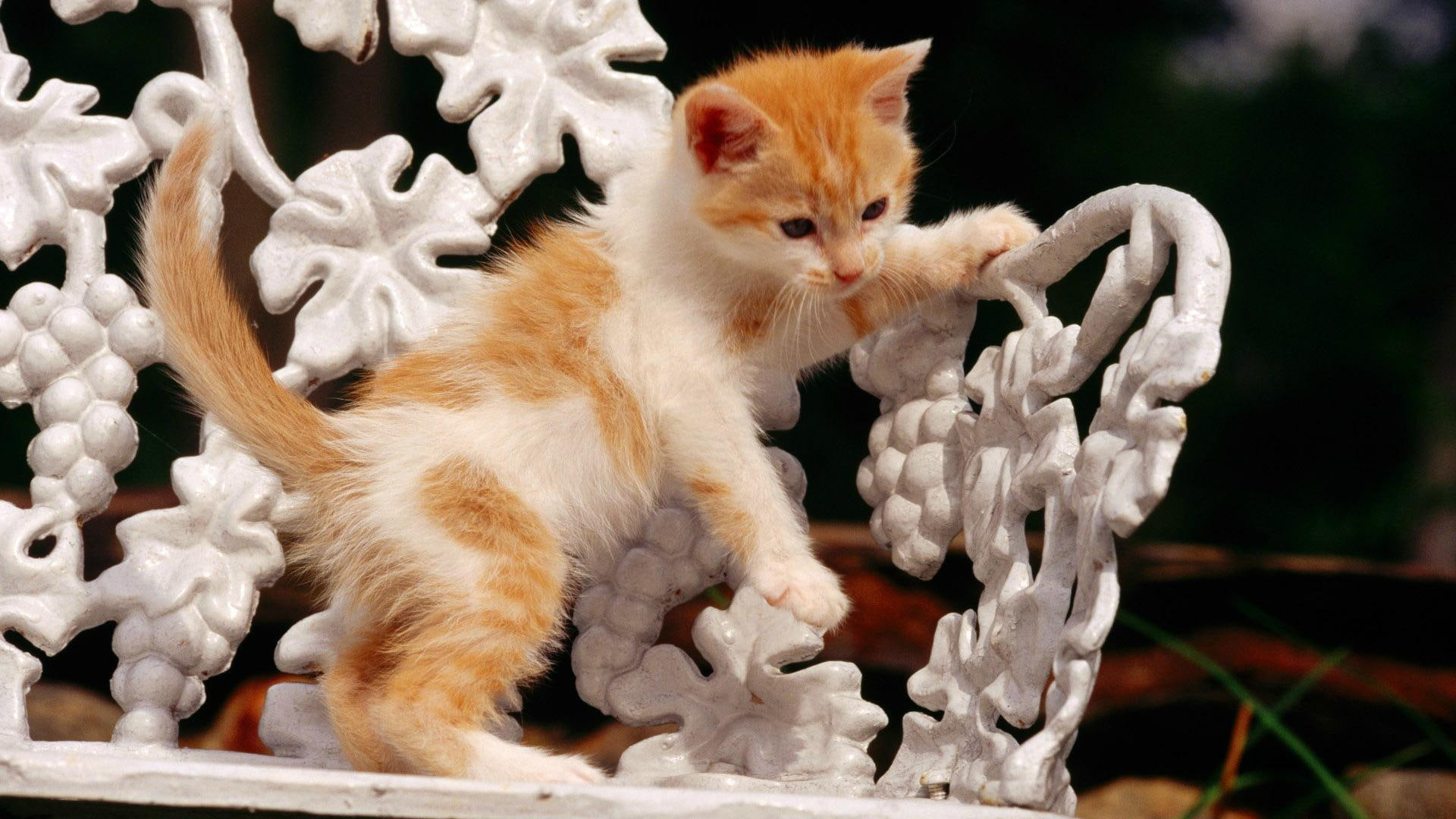 Funny Cat Brown White Cat Kittens On White Chair HD Funny Cat Wallpaper