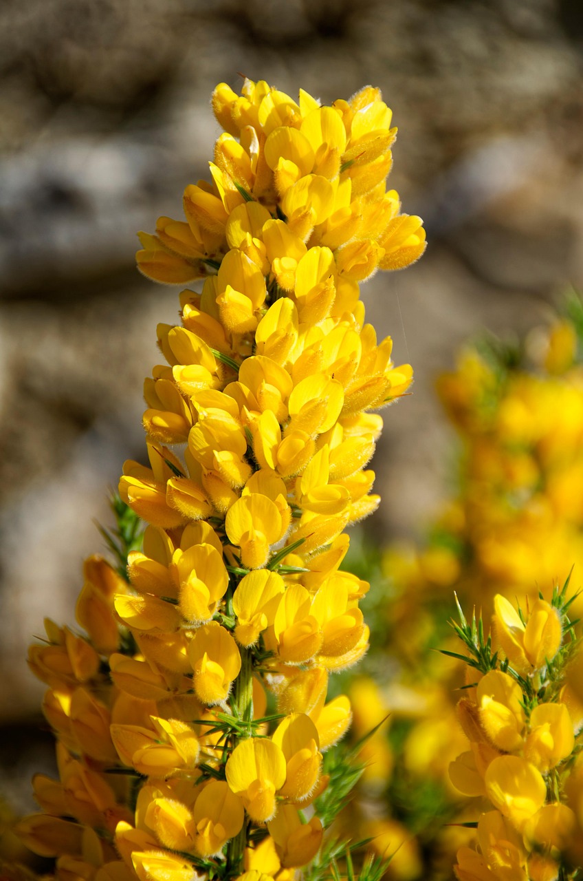 Free Ulex & Gorse Image