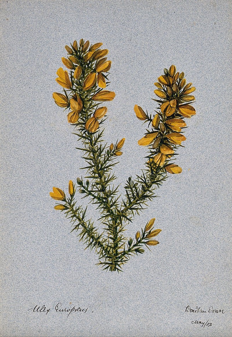Ulex Europaeus Image Wallpaper