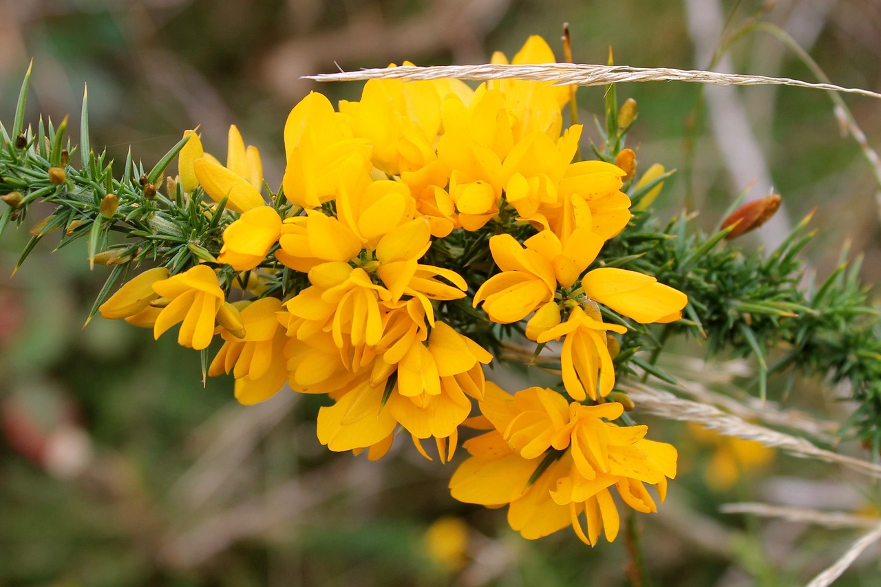 Gorse Ulex Furze