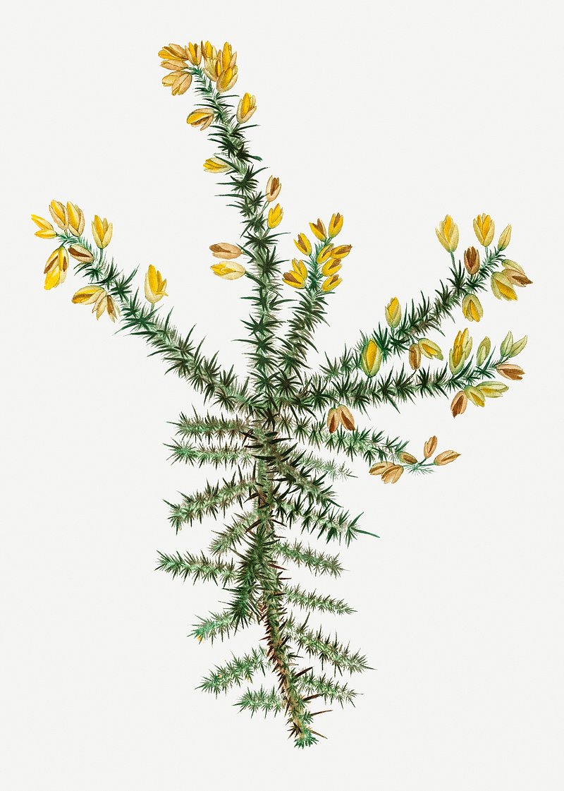 Ulex Europaeus Image Wallpaper