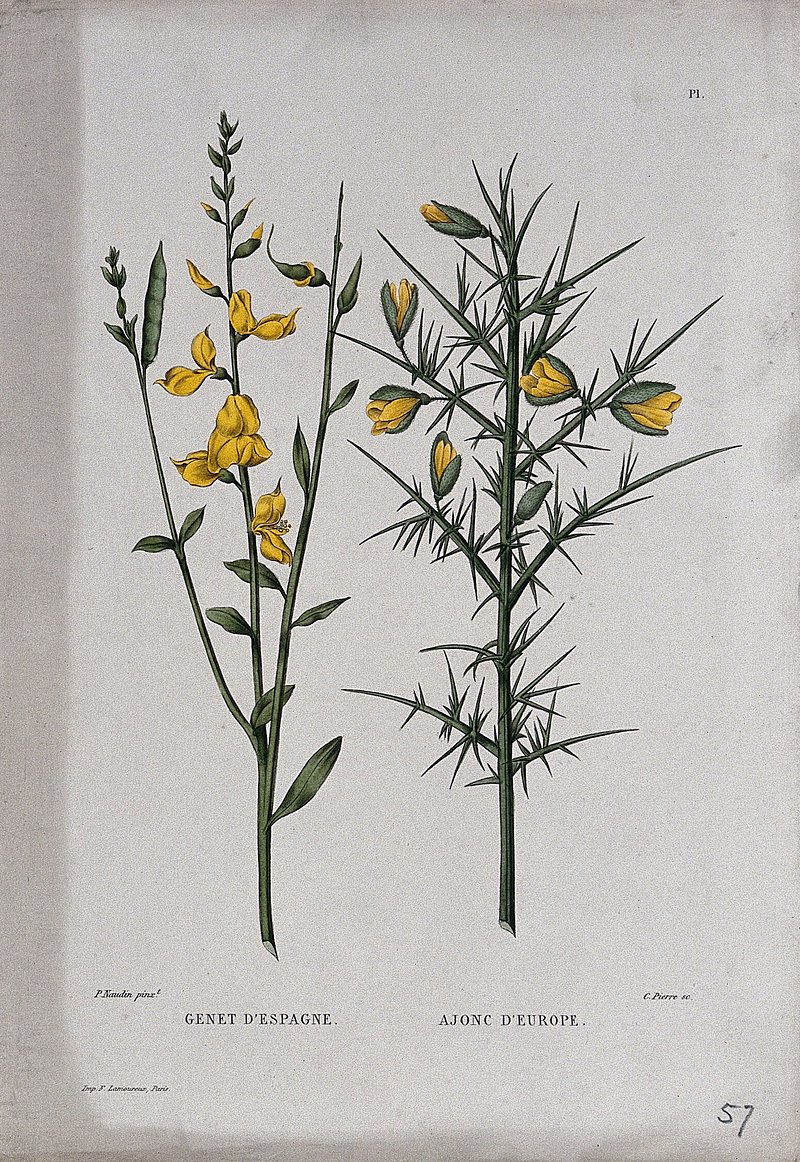 Ulex Europaeus Image Wallpaper