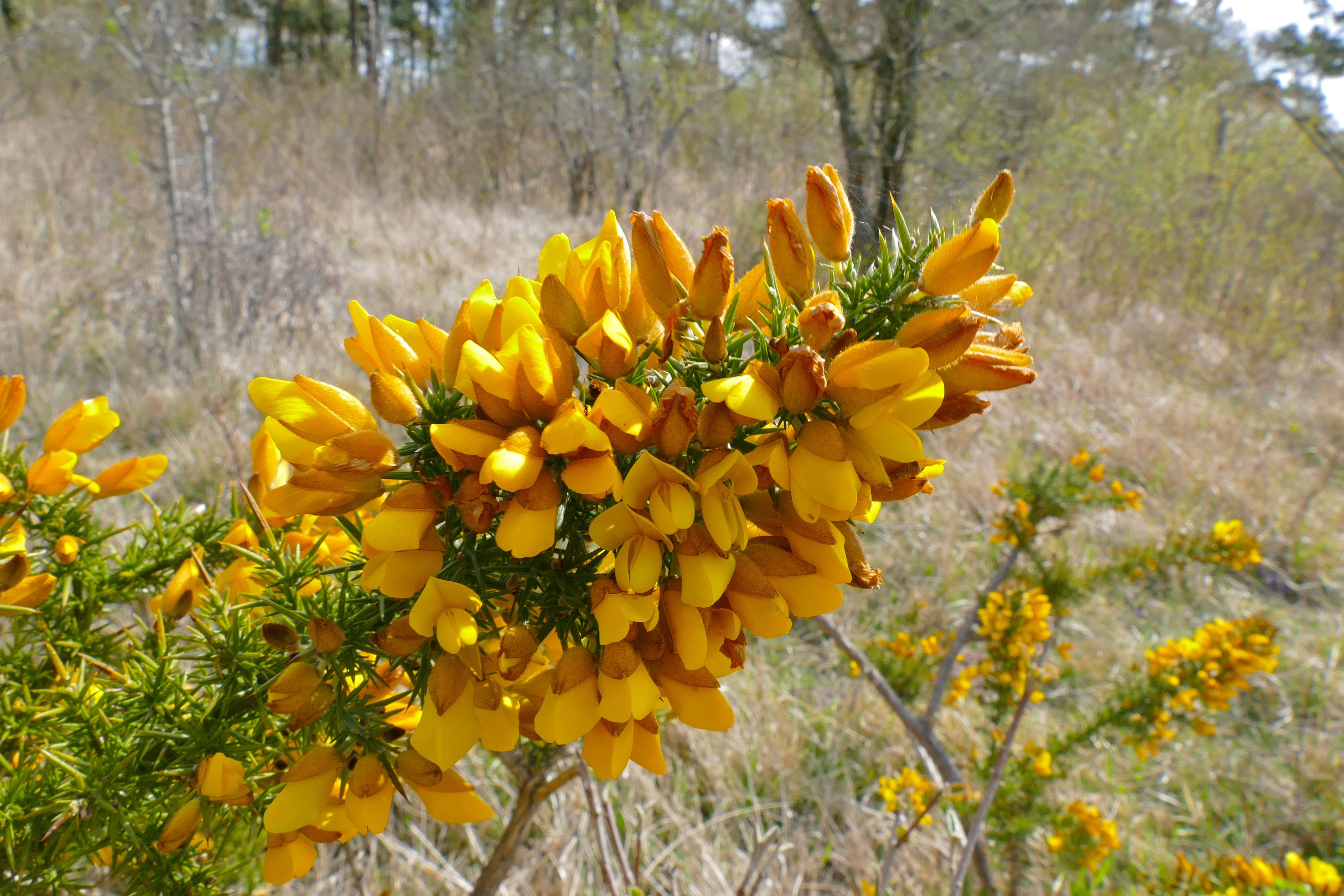 Ulex europaeus Image Tropical Plants