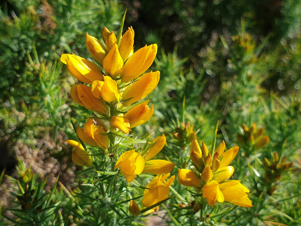 Photos of Ulex densus · iNaturalist