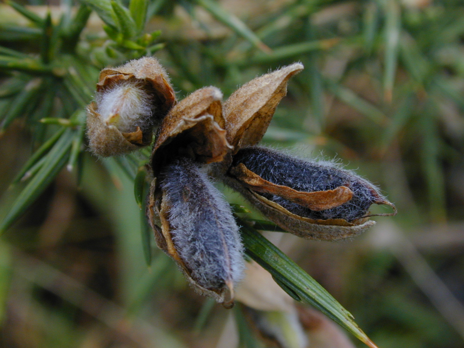Ulex europaeus Image Tropical Plants