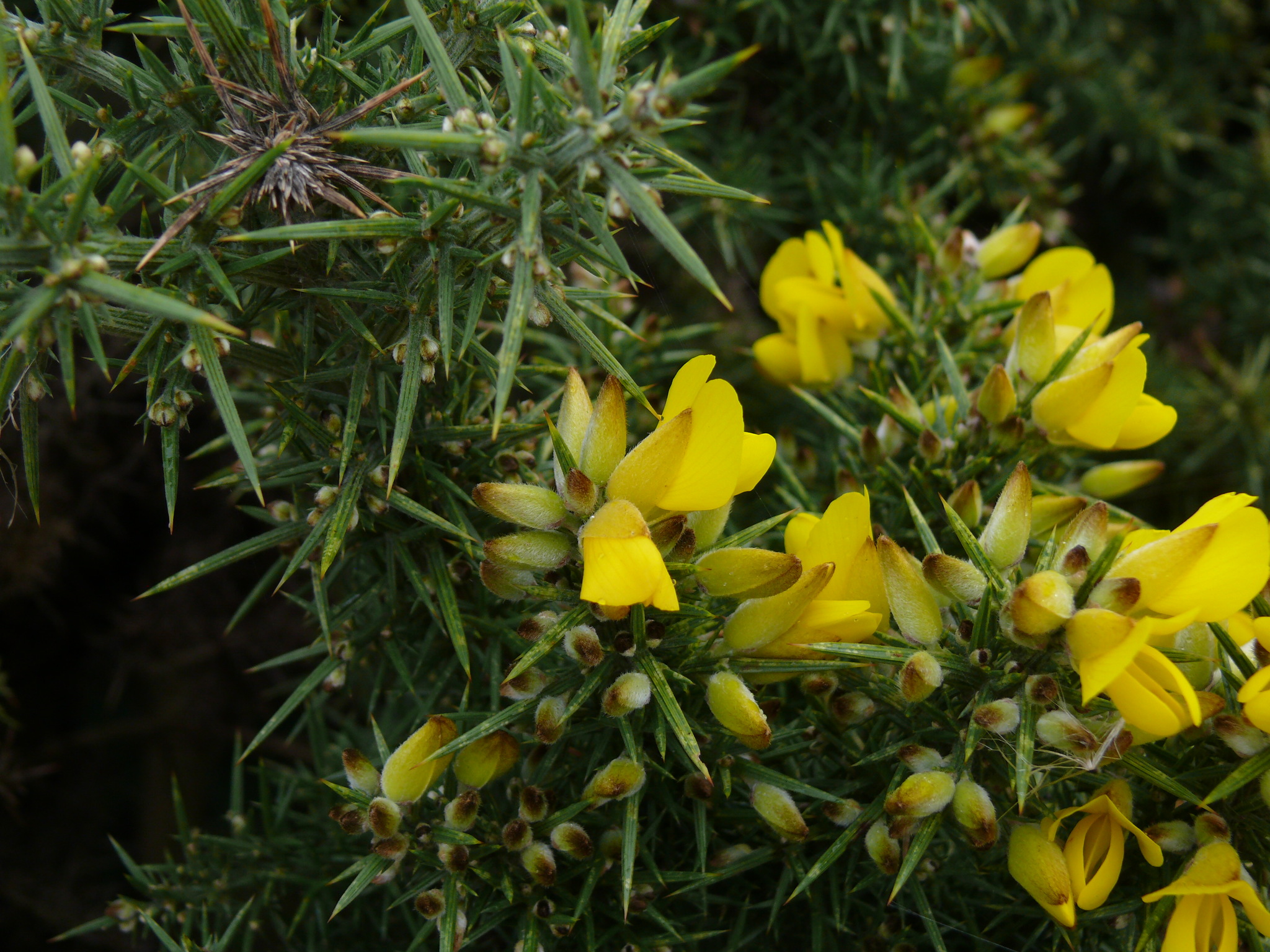 gorse (Ulex europaeus) · iNaturalist