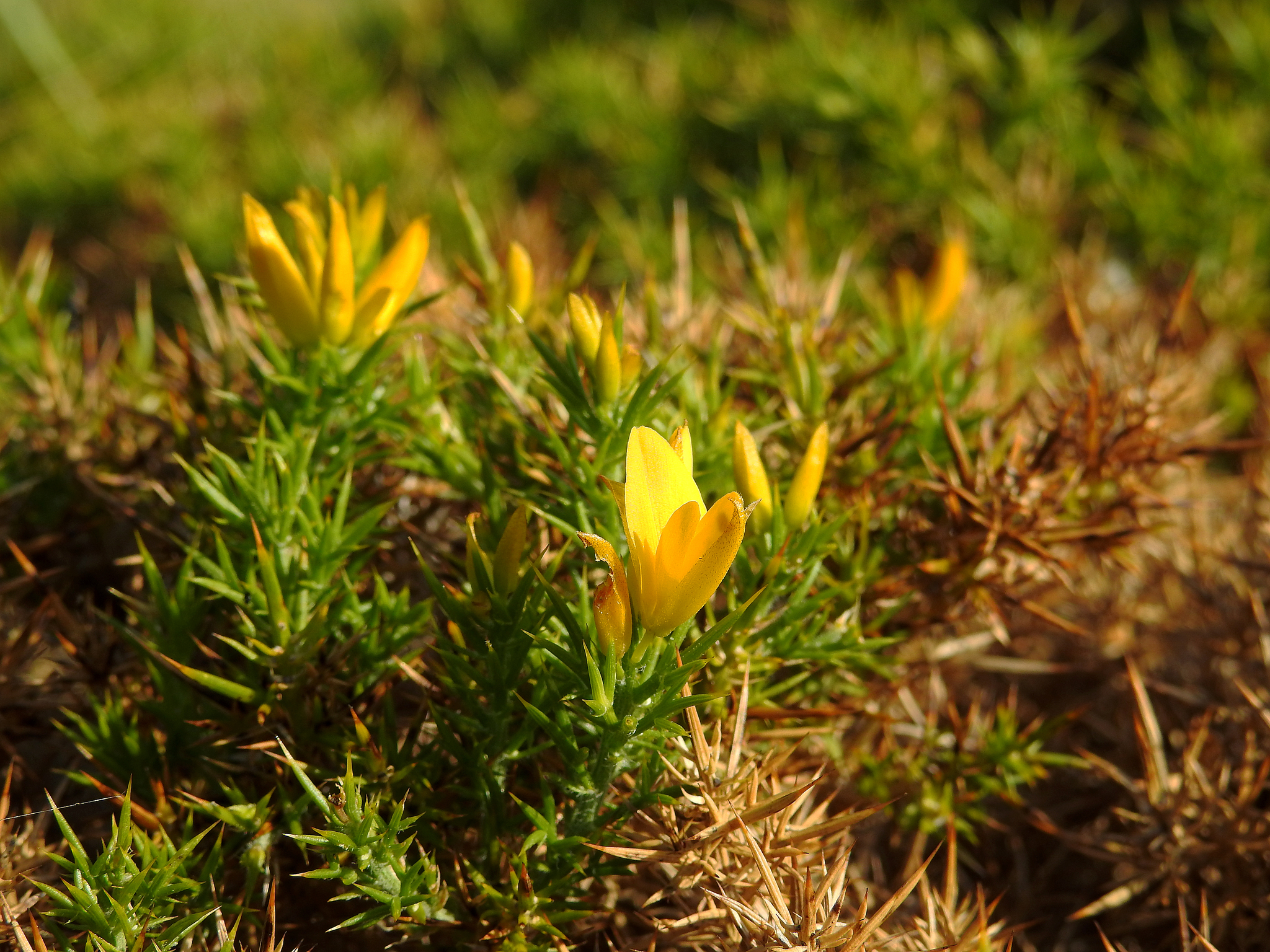 Photos of Ulex densus · iNaturalist