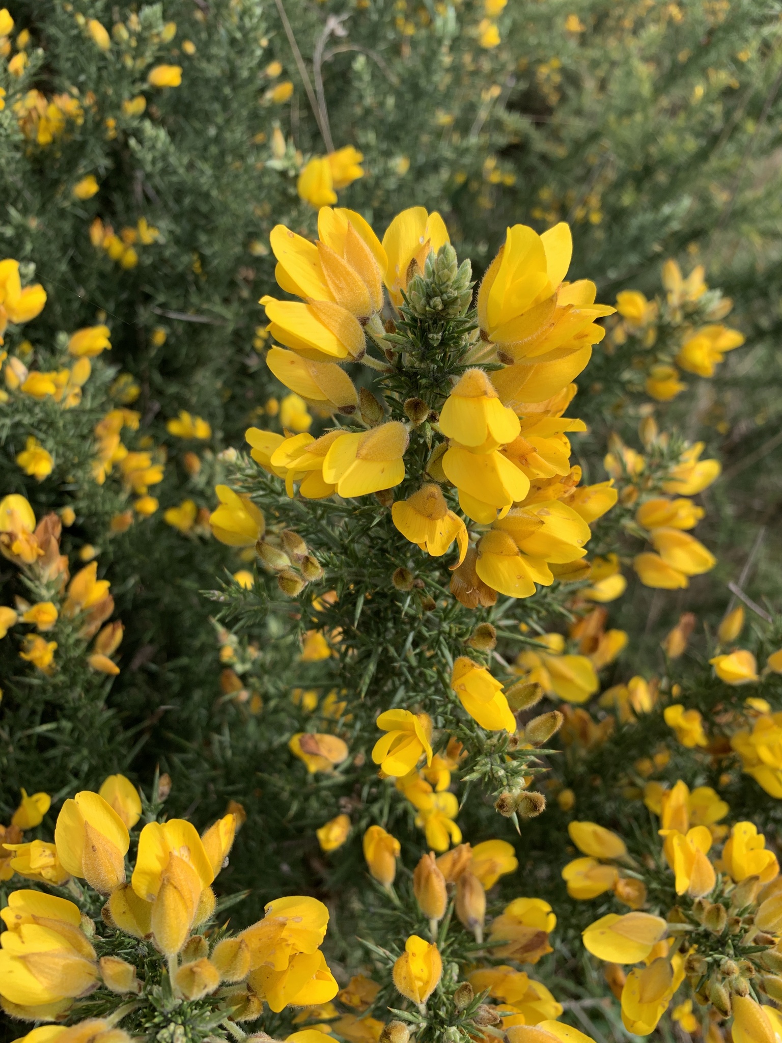 gorse (Ulex europaeus) · iNaturalist