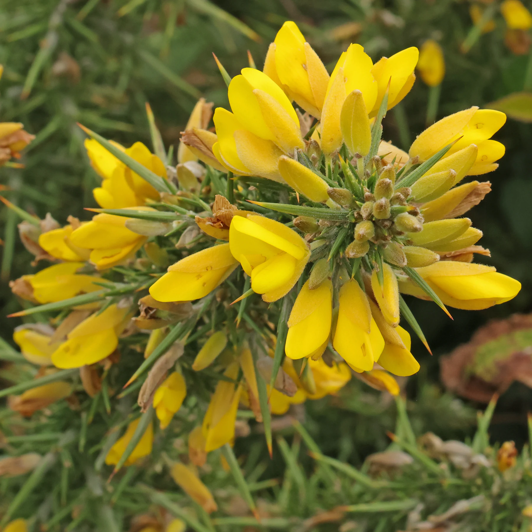 Western Gorse / Ulex gallii