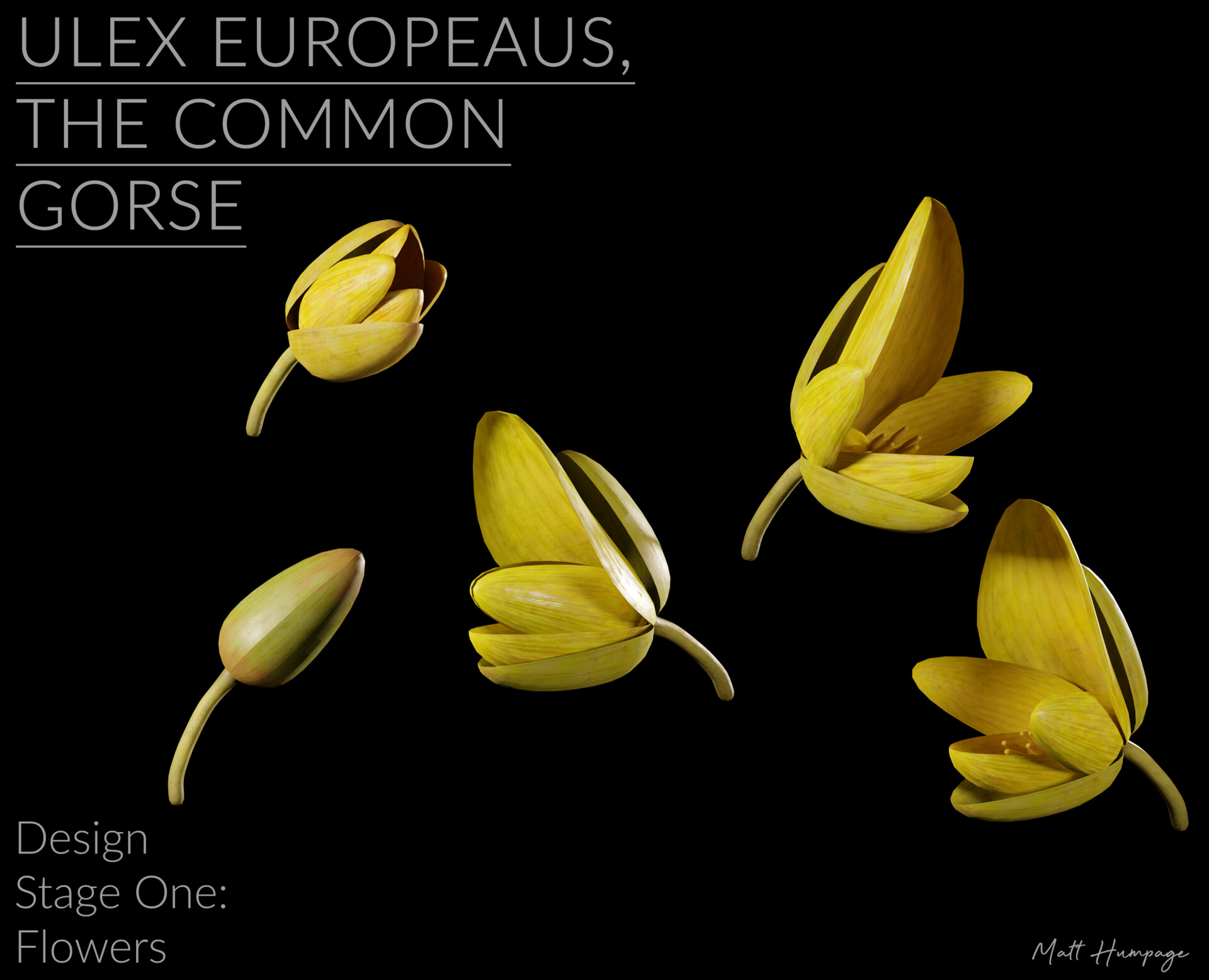 Matt Humpage europaeus, the common gorse
