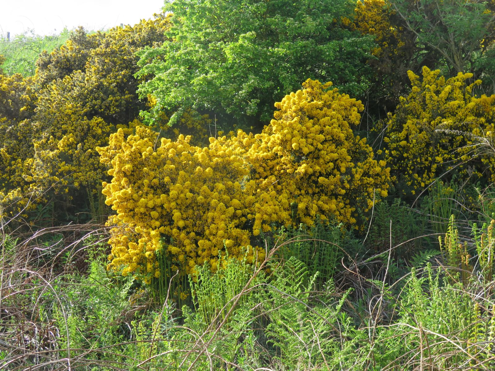Ulex europaeus and Shrubs Online