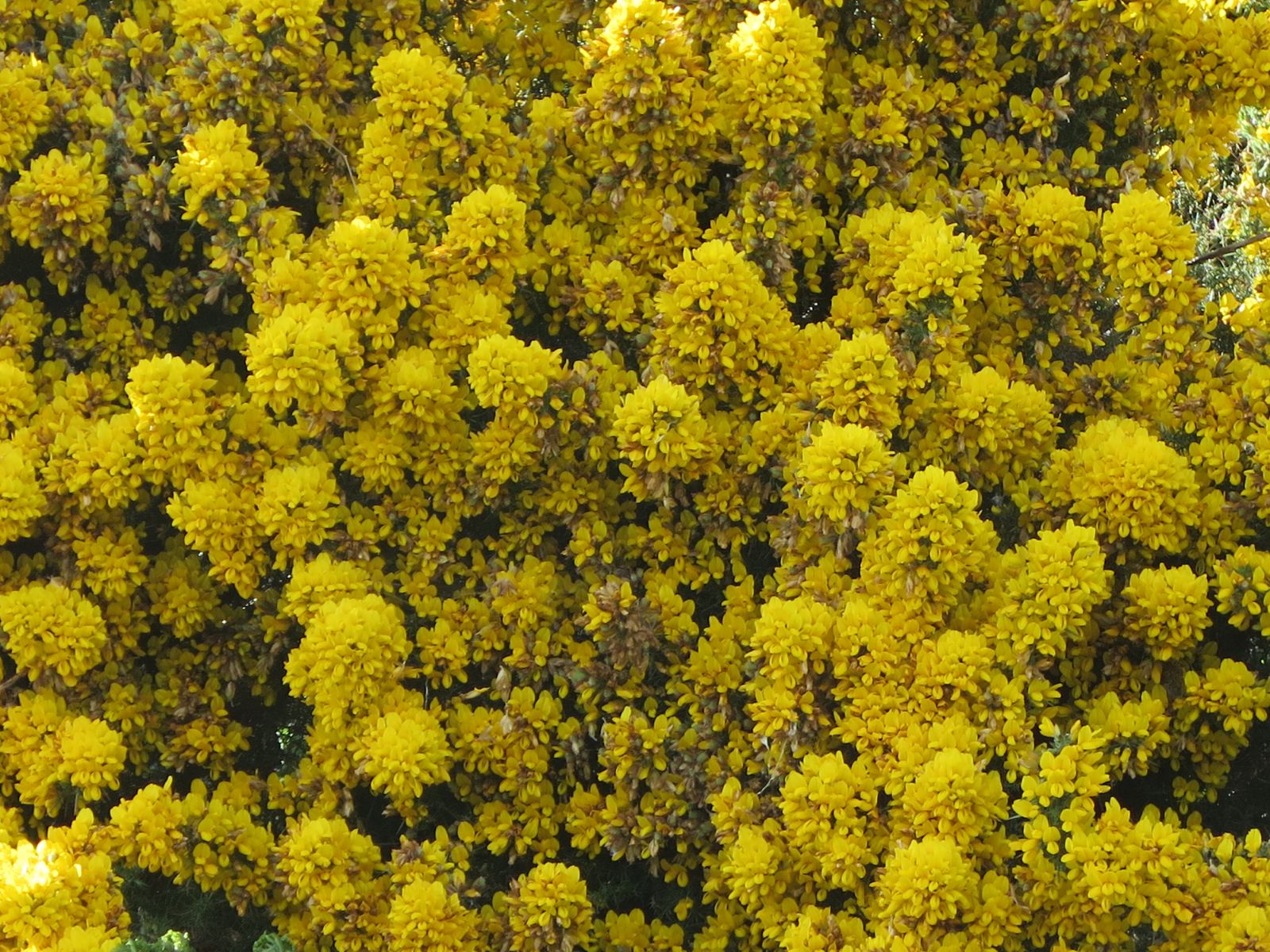 Ulex europaeus and Shrubs Online