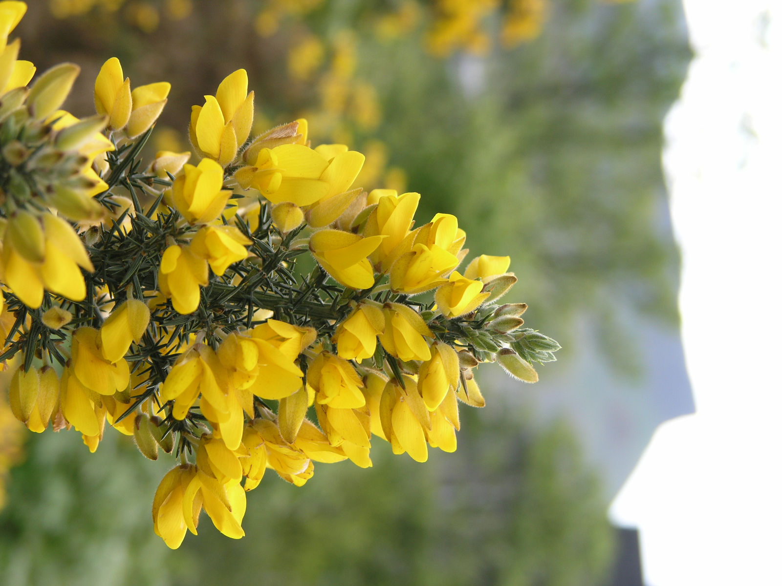 Ulex europaeus L. Plants of the World Online