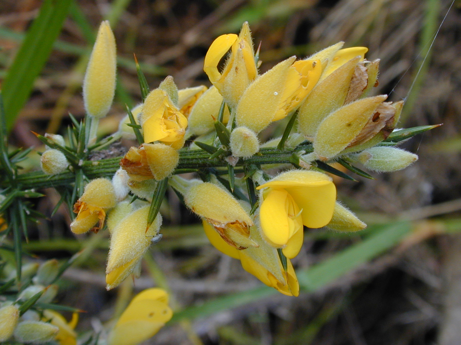 Starr 030405 0003 Ulex