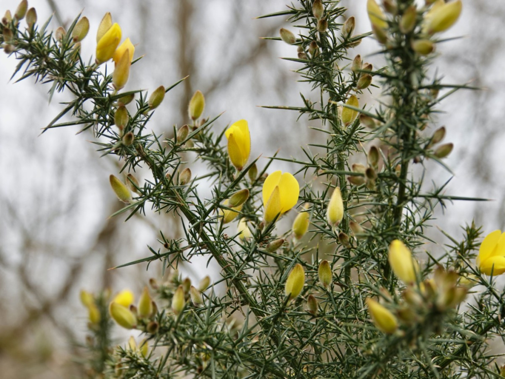 Gorse