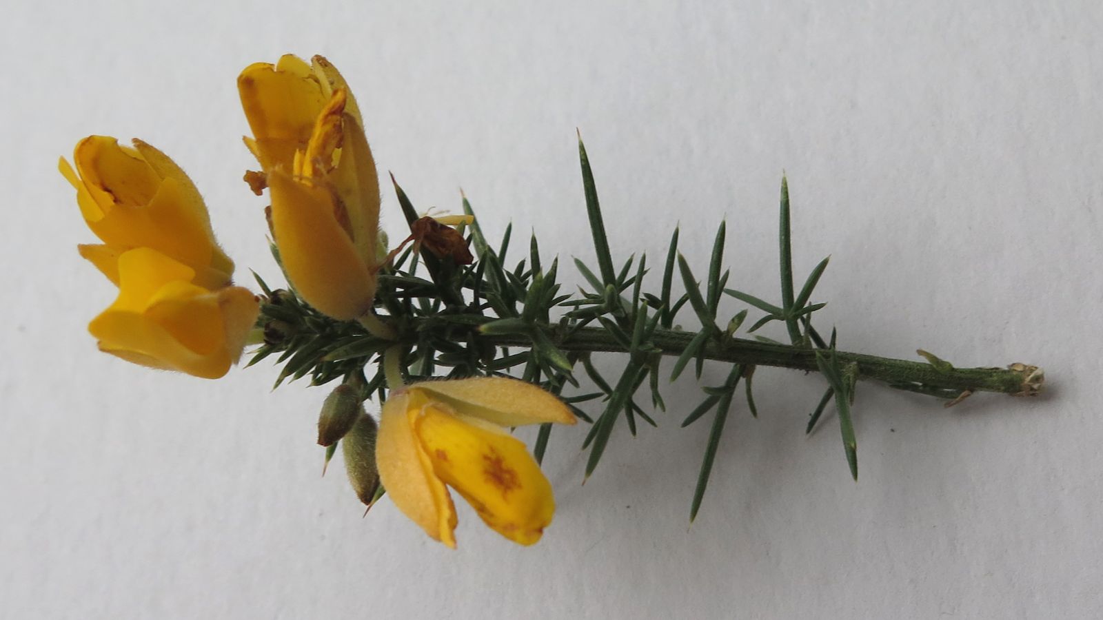Ulex europaeus and Shrubs Online