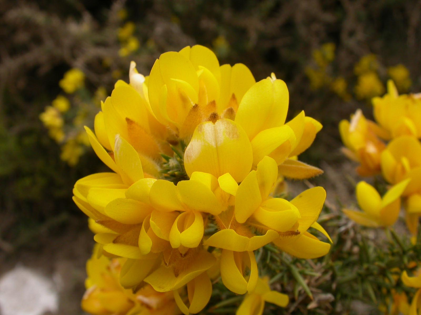 Ulex europaeus L. by Thomas Le Bourgeois on 23 July 2003