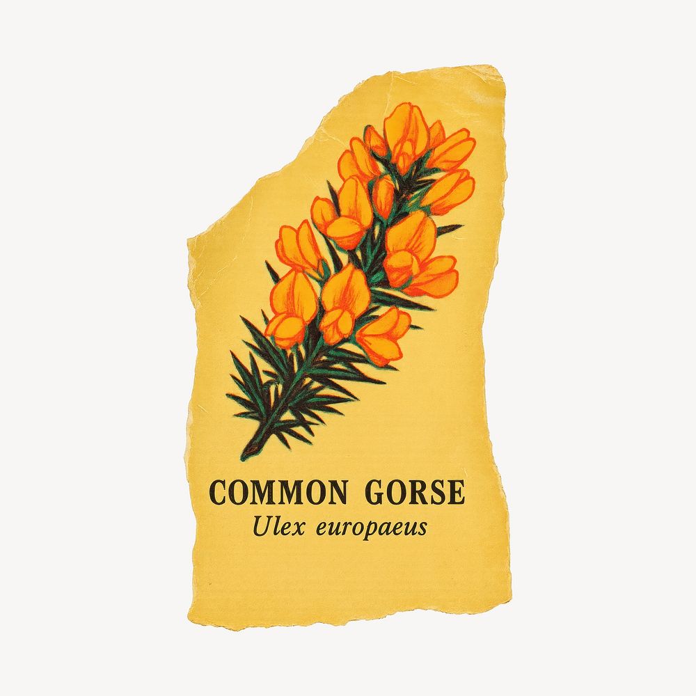 Ulex Europaeus Image Wallpaper