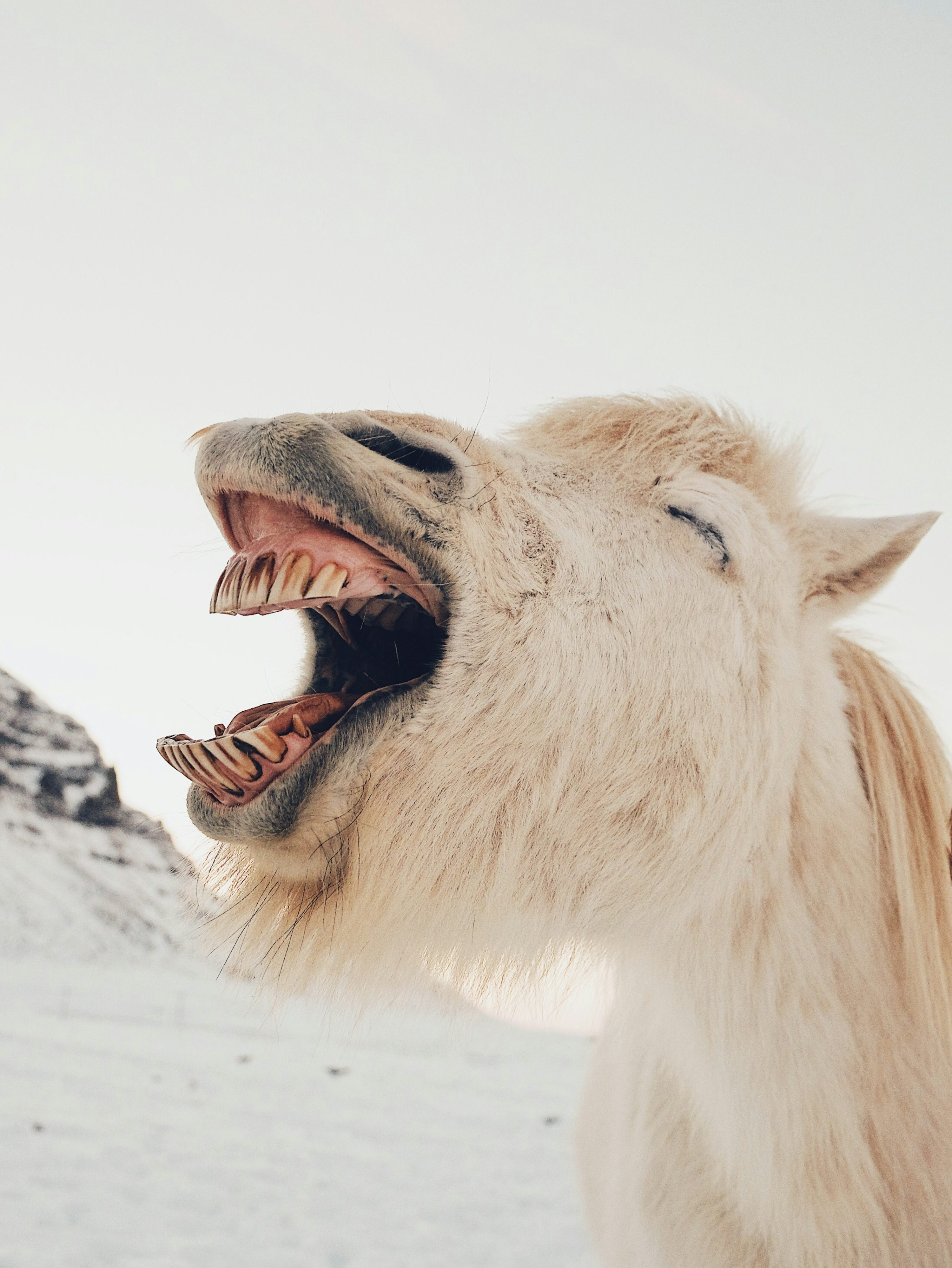 Ugly Funny Picture. Download Free Image