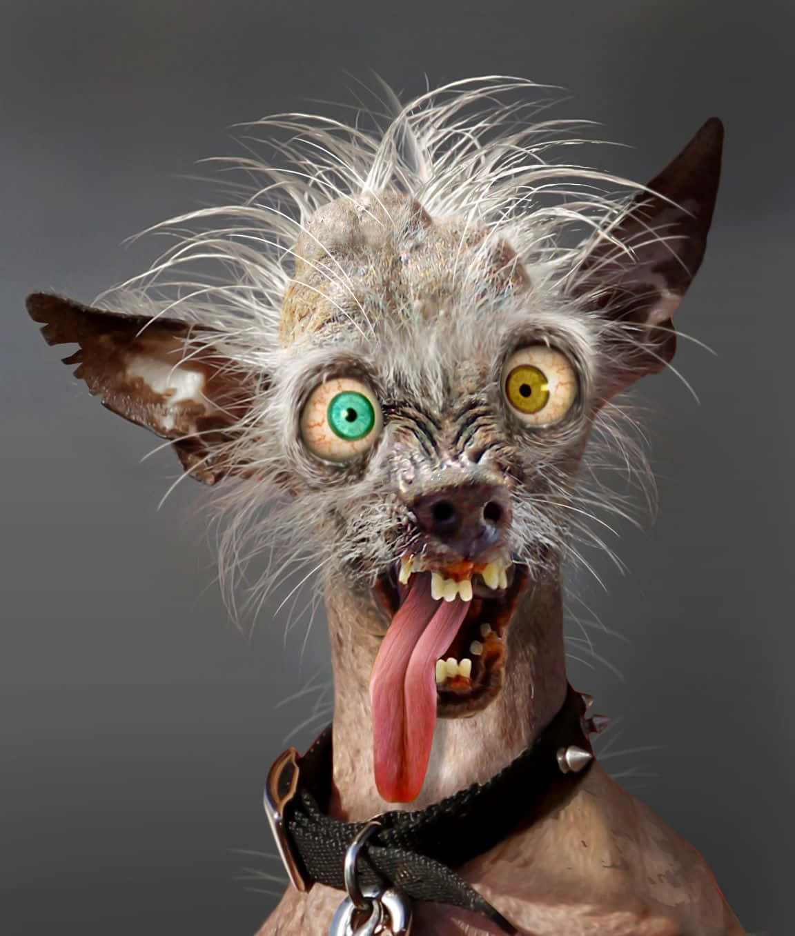 Download Ugly Dog With Green Yellow Eyes Picture