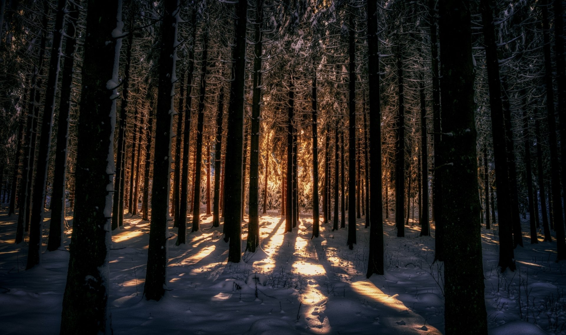 Winter Forest Glow: Sunny Snowy Trees HD Wallpaper