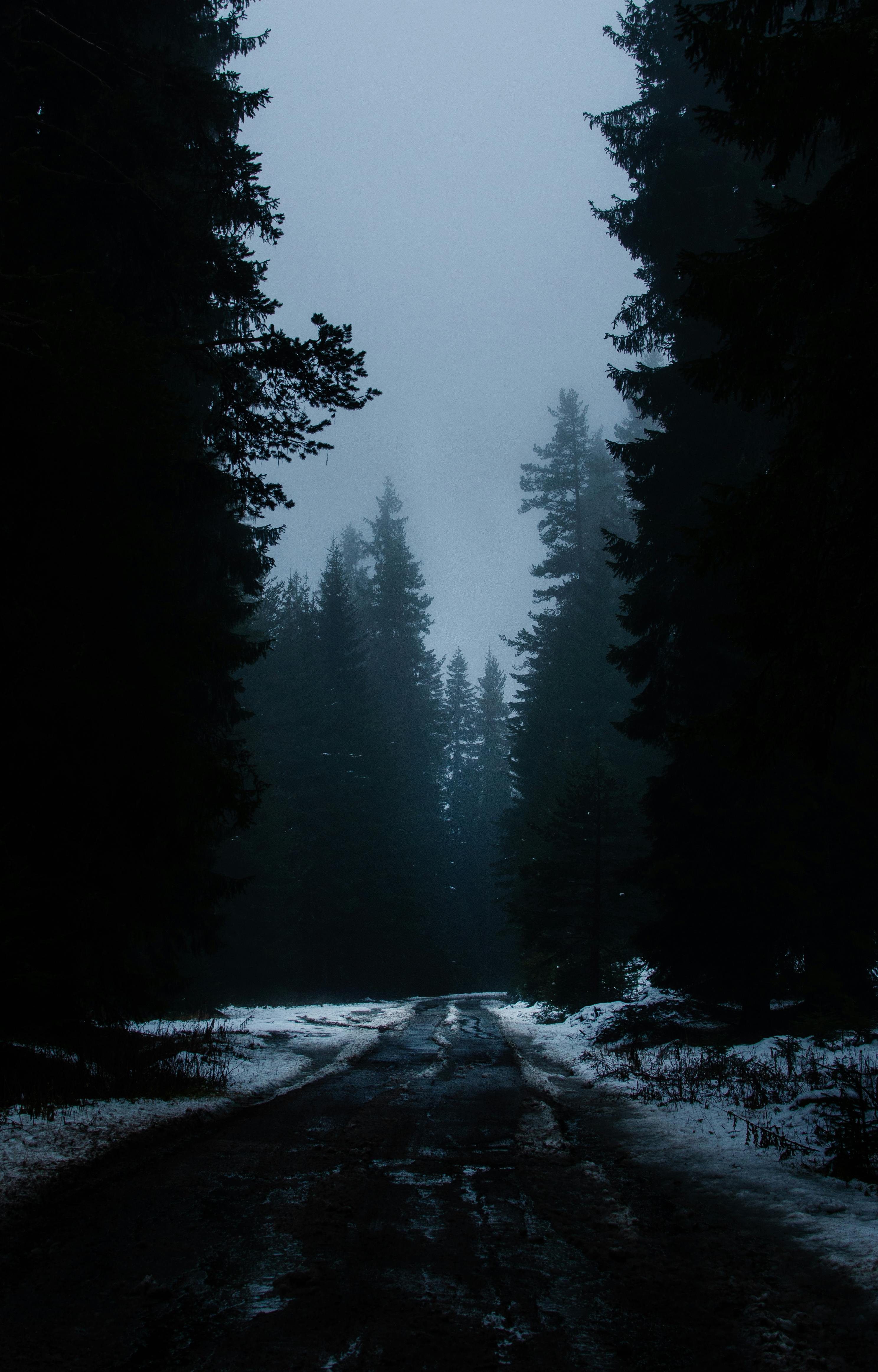 A Dark Road Between Pine Trees · Free