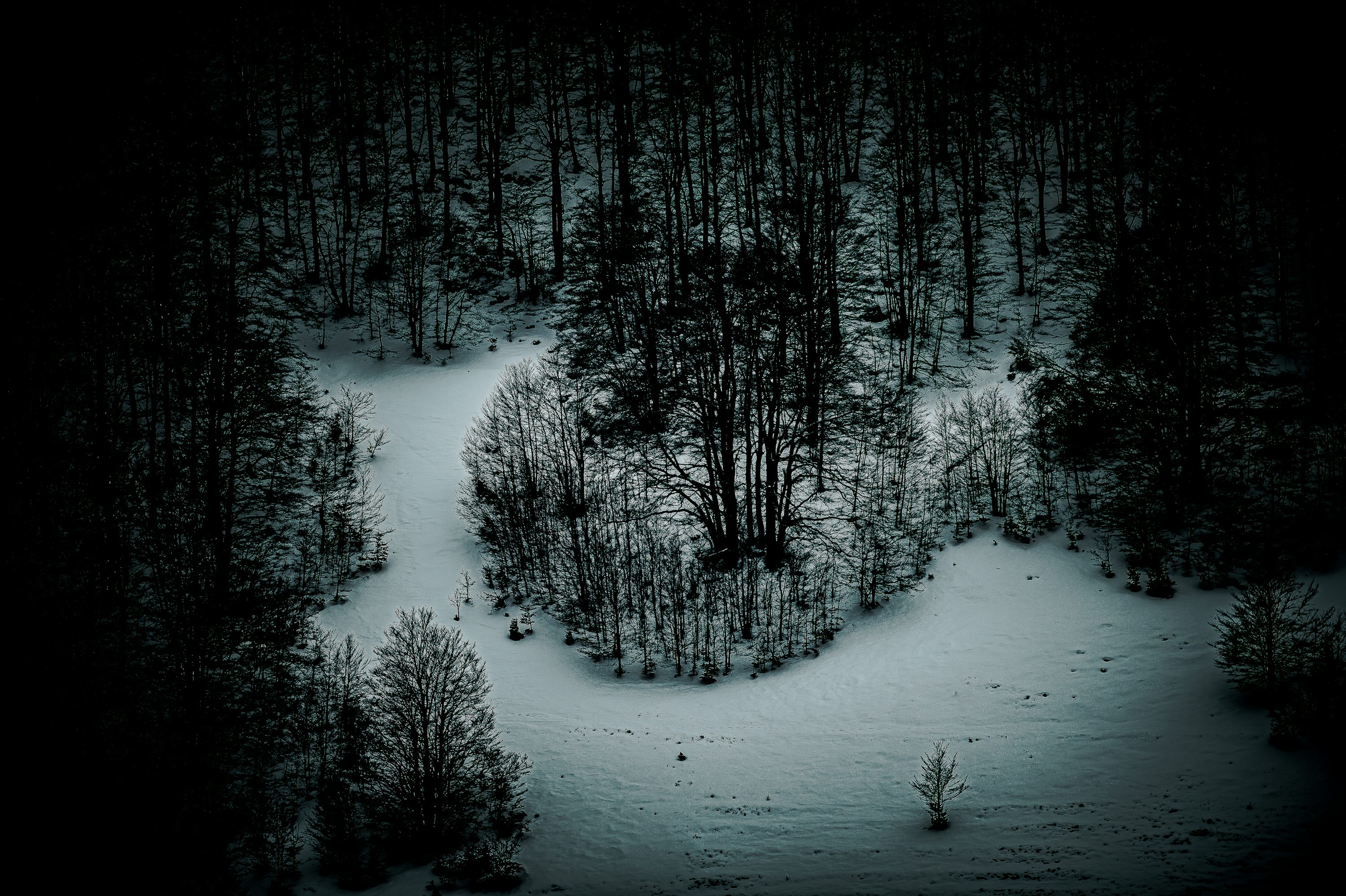 Snowy forest landscape in a dark, winter scene. photo