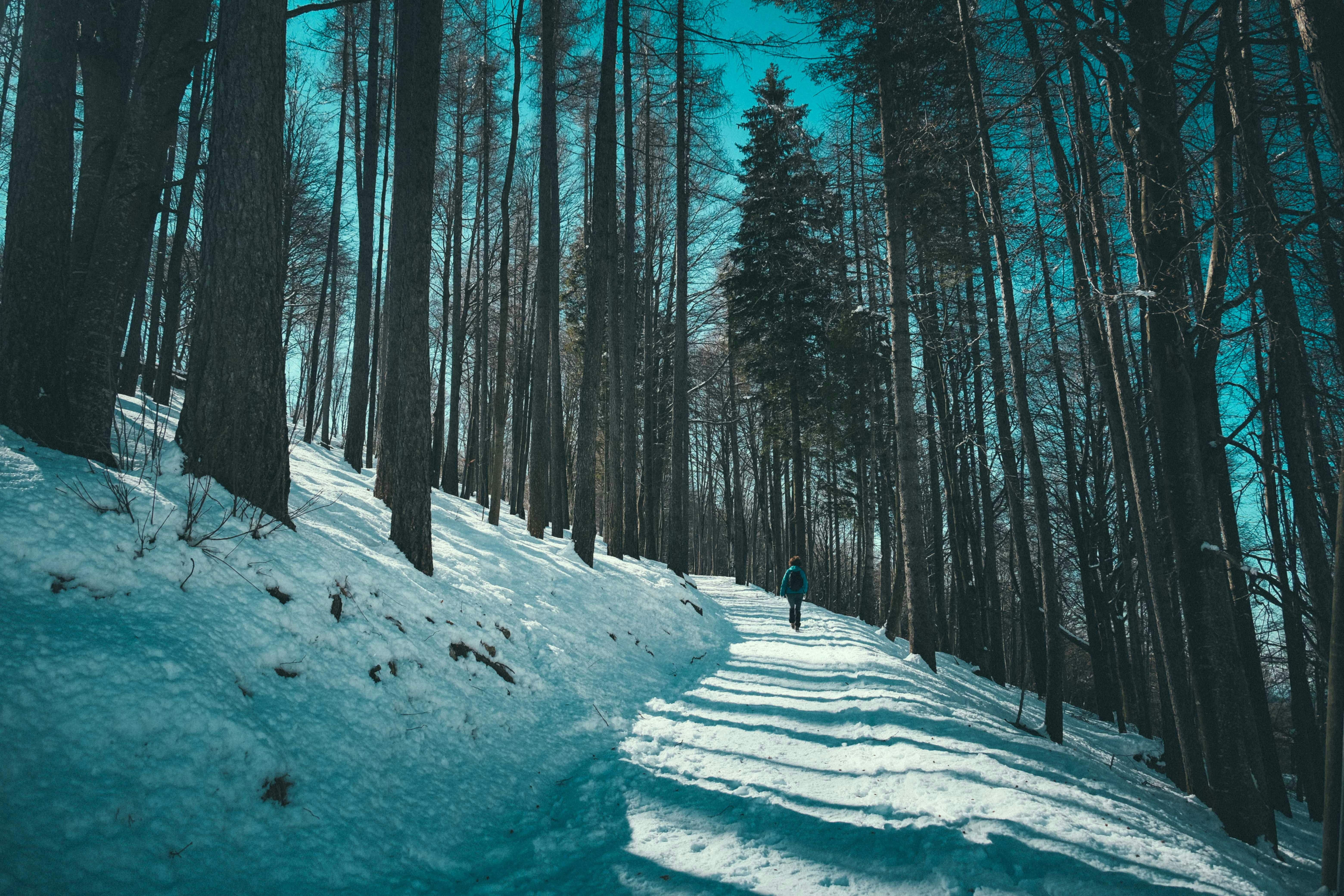Forest in Winter · Free