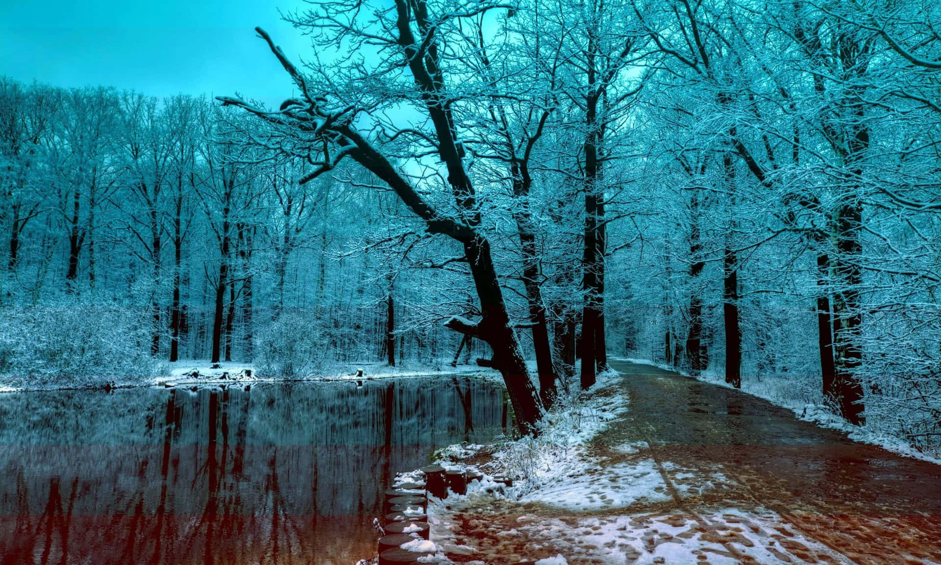 Download Tranquil Winter Forest Scene Wallpaper