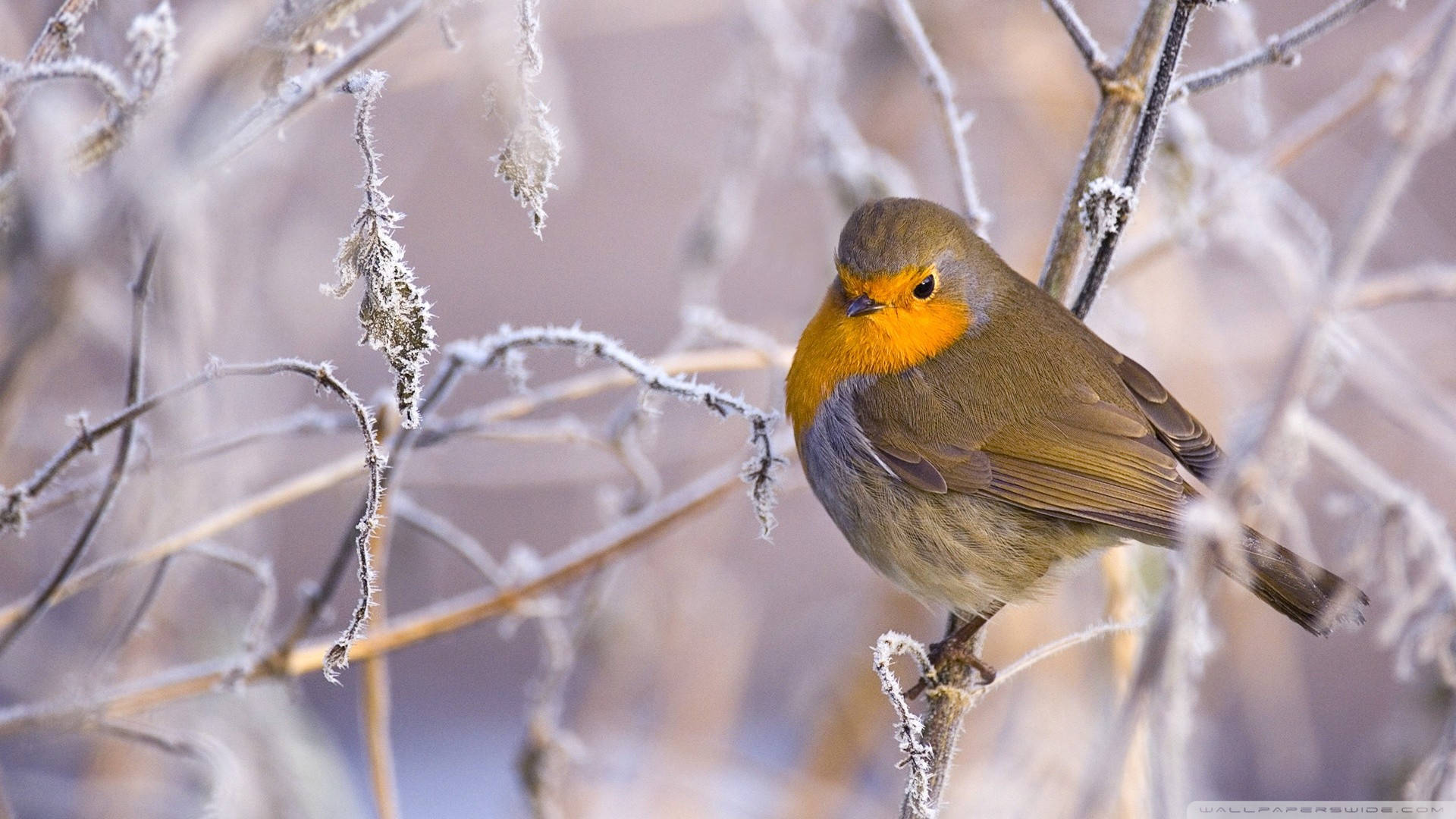 Download Beautiful 1920x1080 Winter Desktop Of Bird Wallpaper