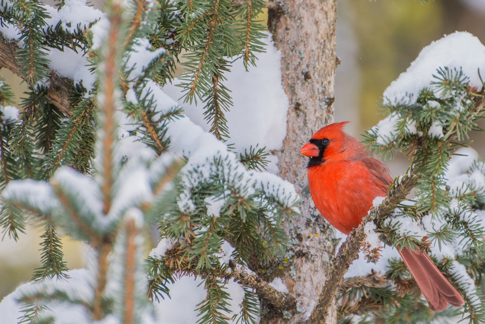 Winter's Northern Cardinal Perched: A Stunning HD Wildlife Wallpaper