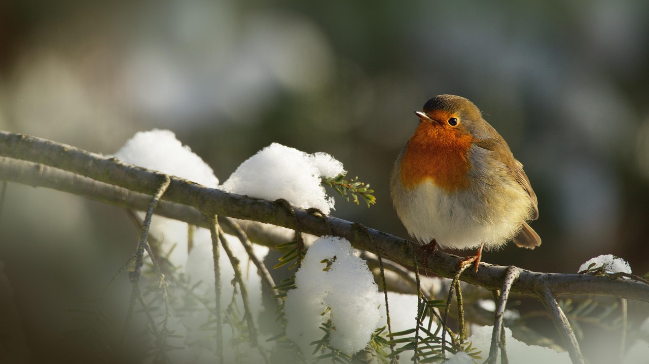 Robin Winter Bird