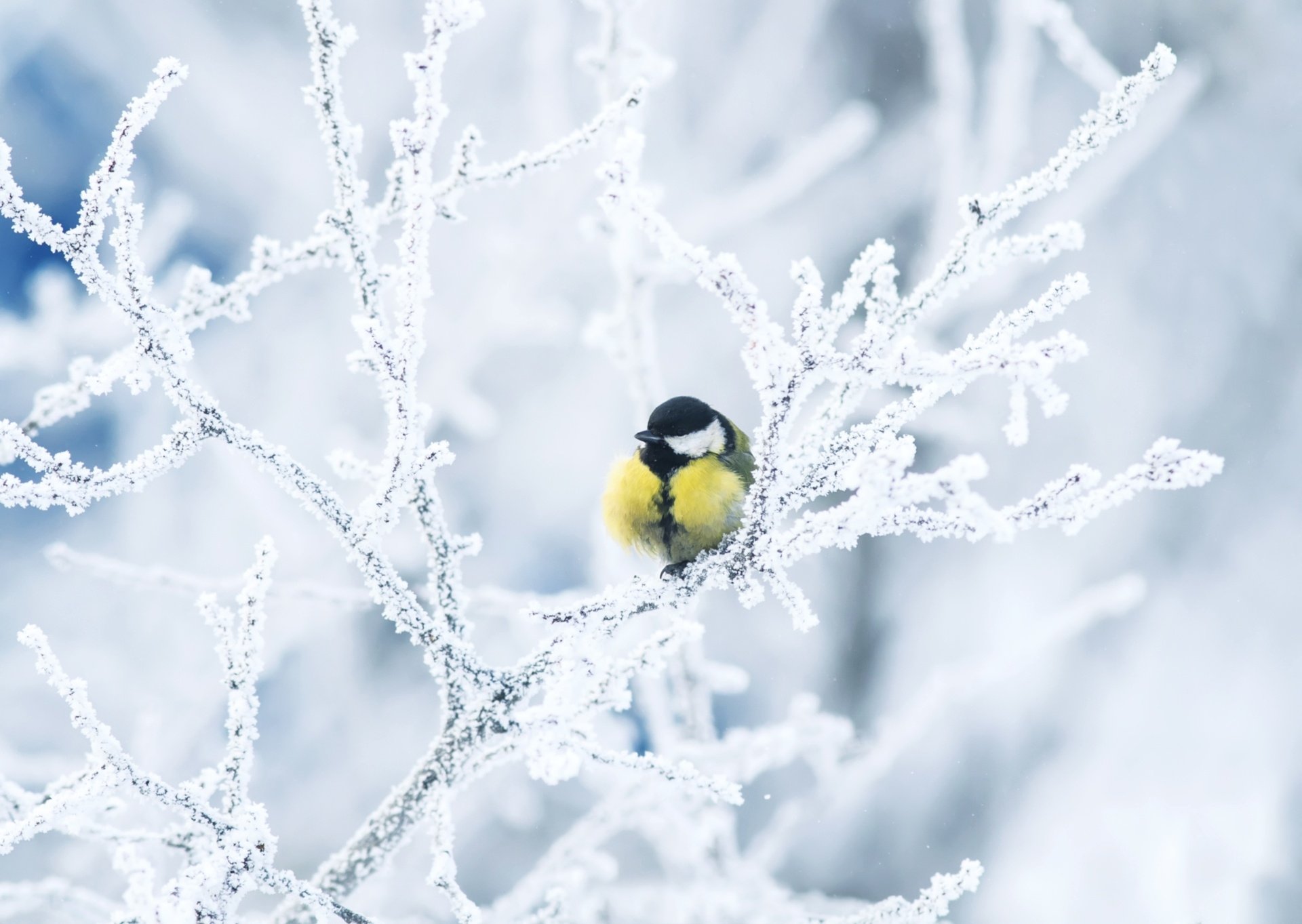 Winter's Great Tit: Vibrant Bird On Snow Kissed Branch HD Wallpaper