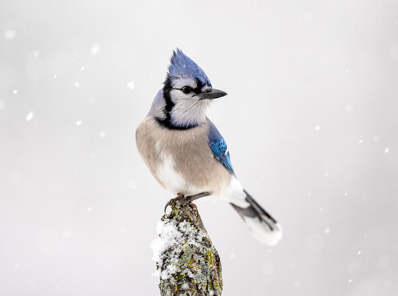 Who's Still Here? Winter Birds That Refuse to Leave