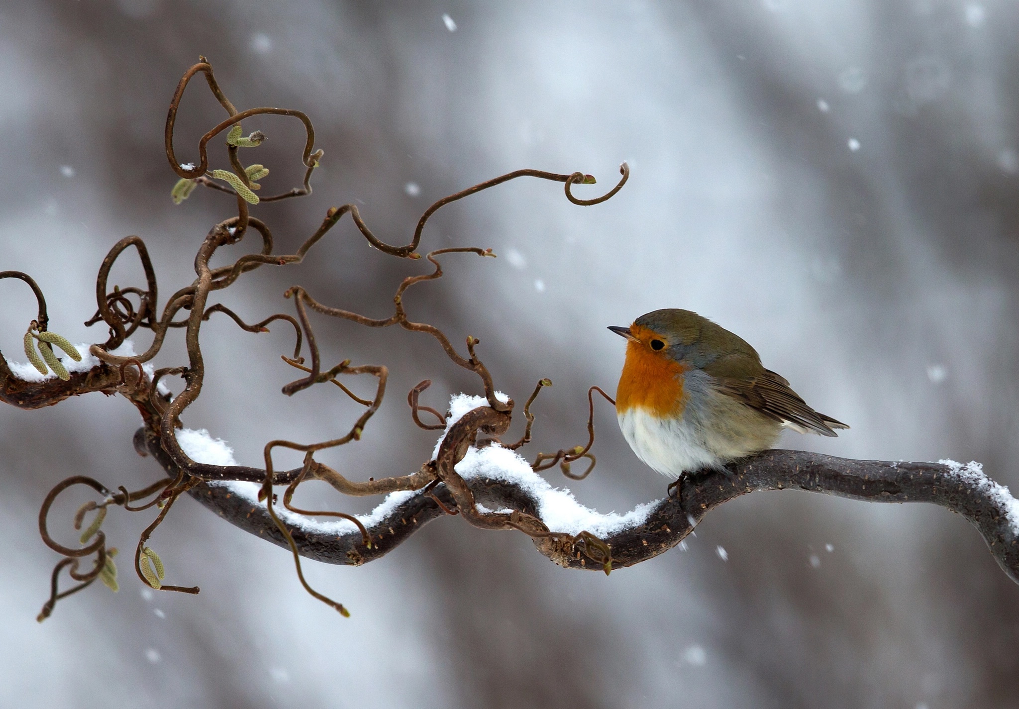 Desktop wallpaper: Animal, Robin, Bird, Branch, Snow, Winter, Birds 4K free download for PC. 436615