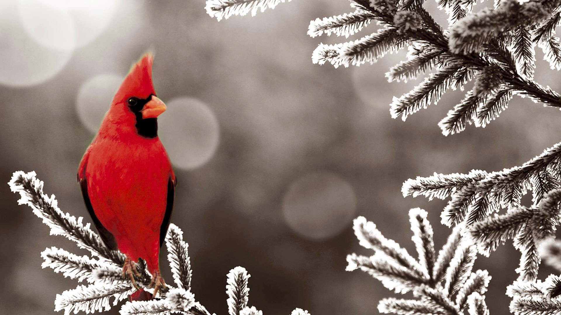 animals, Birds, Snow, Cardinals, Frost Wallpaper HD / Desktop and Mobile Background