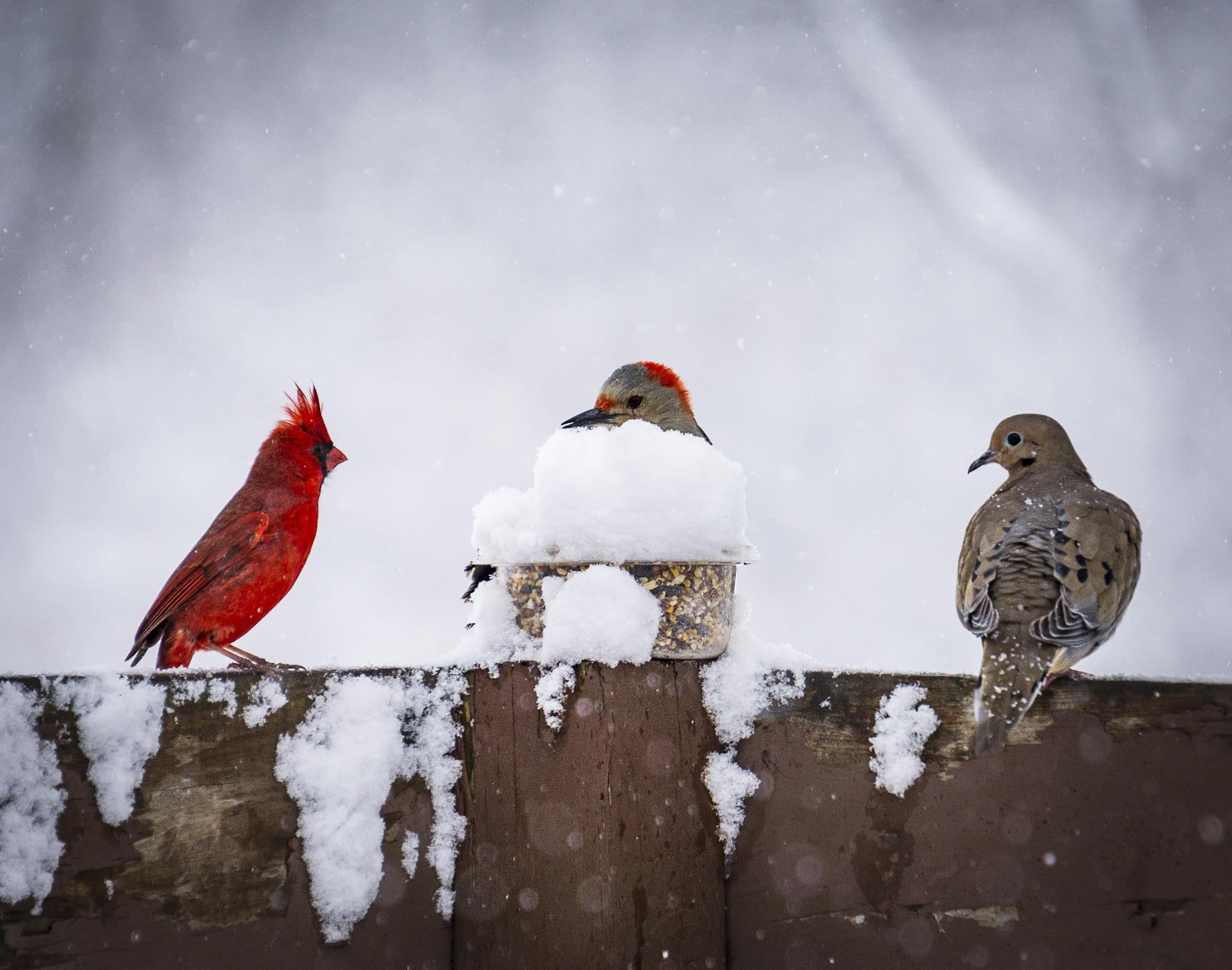 Winter birds in southern Michigan