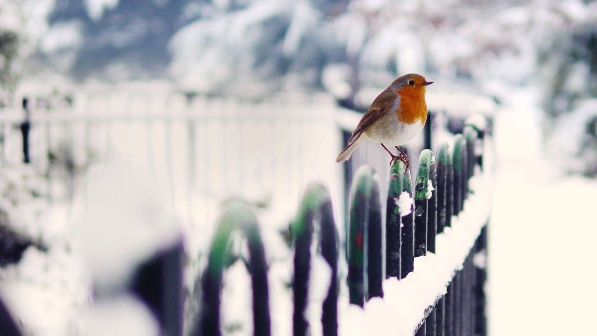 Robin bird in winter Desktop wallpaper 1280x1024