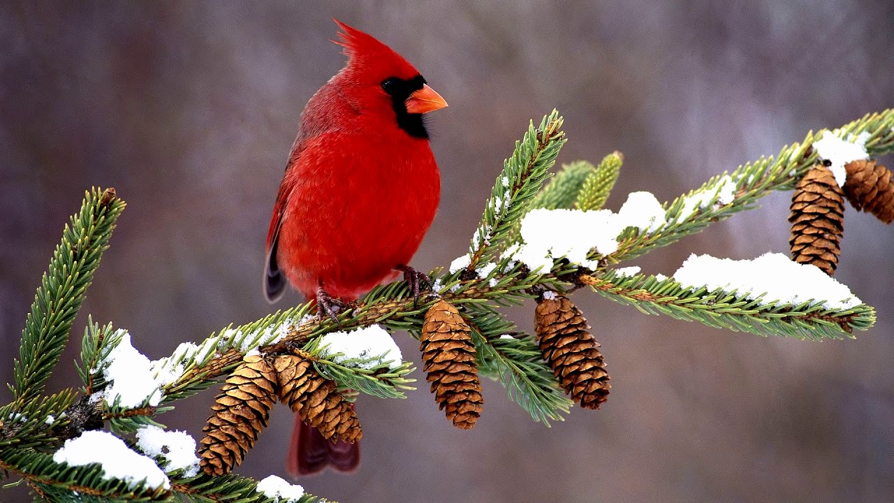 Beautiful Snow Birds (HD1080p)
