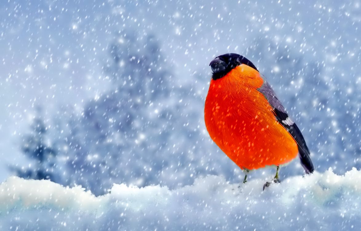 Wallpaper Orange and Black Bird on Snow Covered Ground, Background Free Image