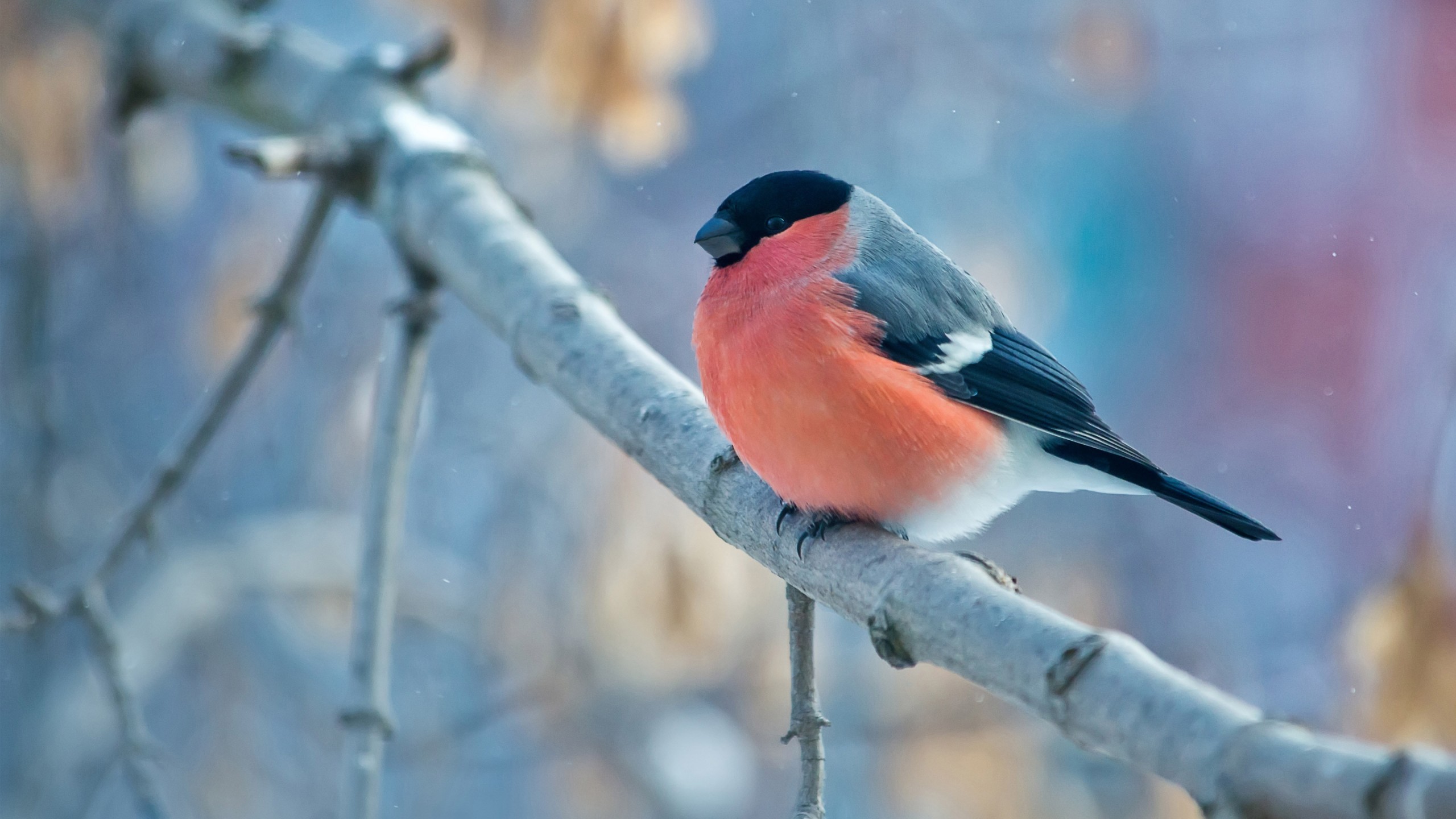 Bullfinch Winter 4K Wallpaper