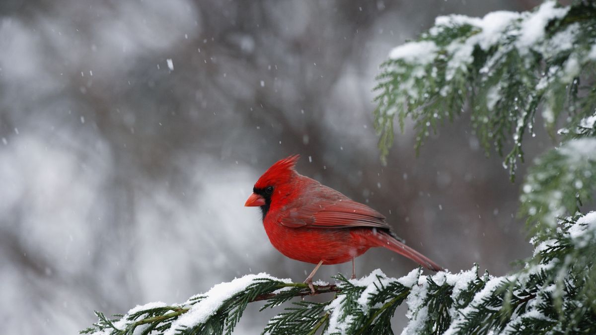 Feeding birds in winter: how to help wildlife in your yard. Homes and Gardens