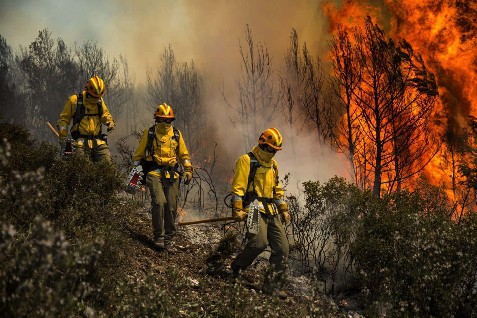 Download Firefighters Are Walking Through A Forest With A Large Fire