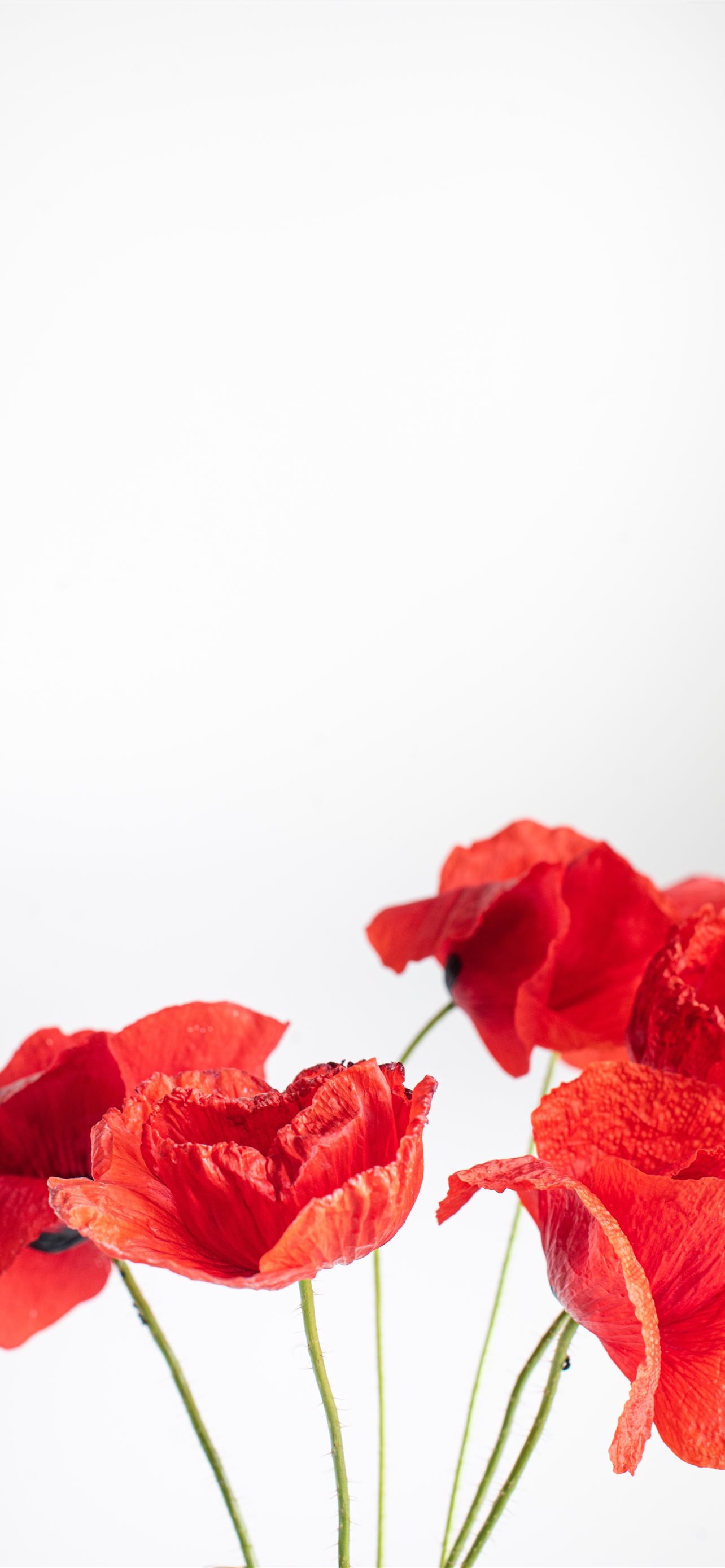 red rose in white background iPhone Wallpaper Free Download