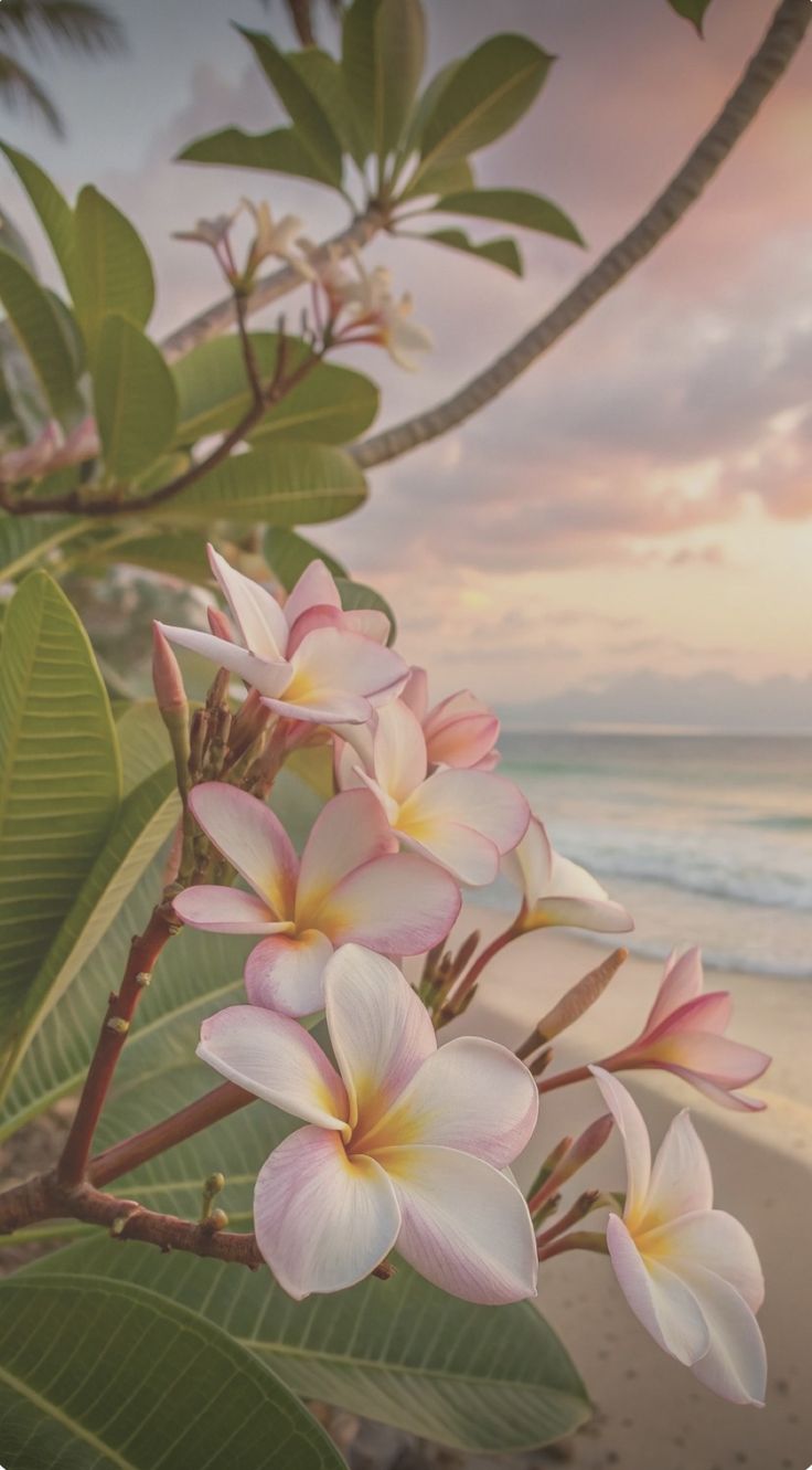 Aloha. Beautiful flowers picture, Pretty flowers picture, Flower picture