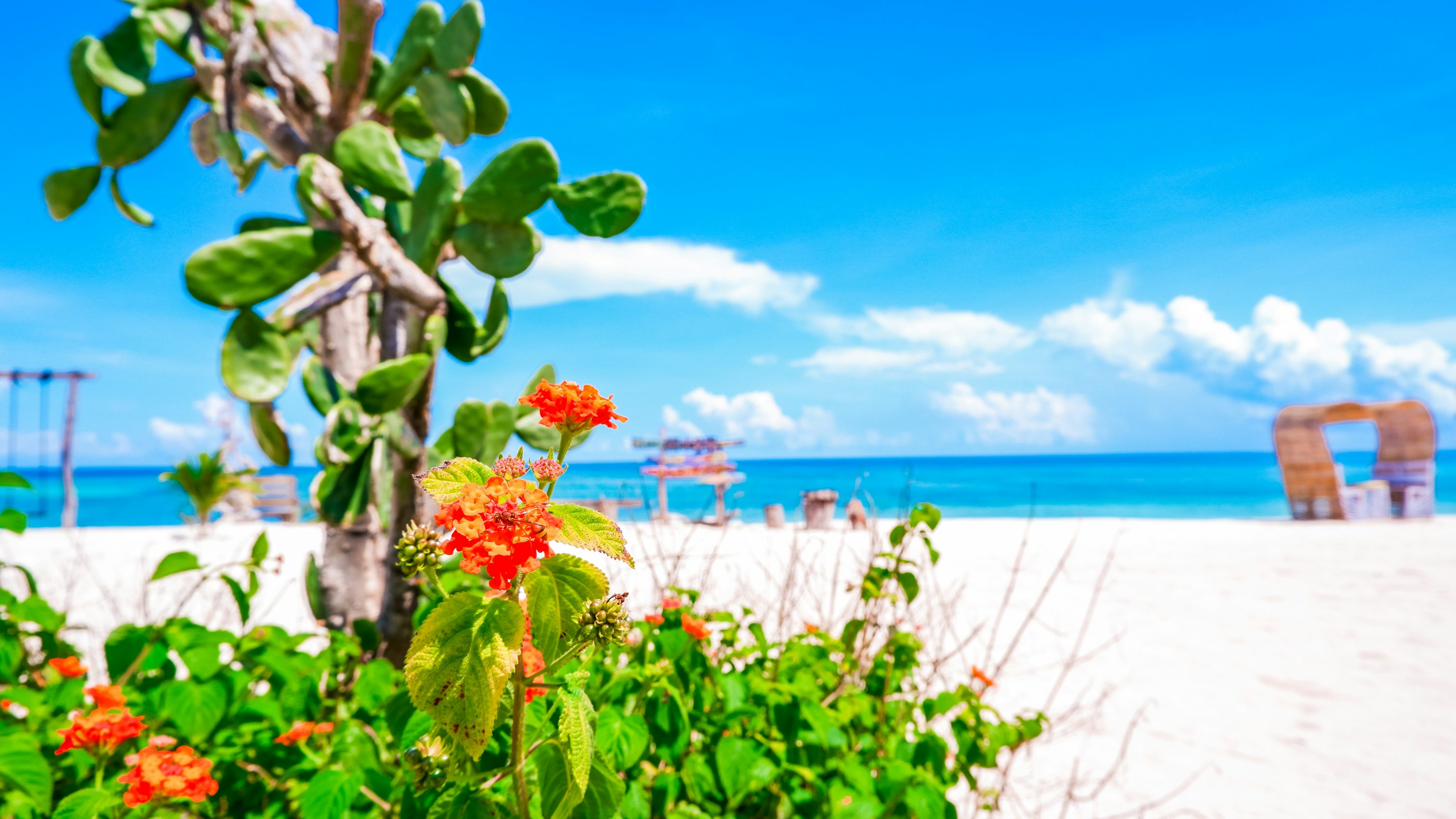 A beach with a tree and flowers in the foreground photo