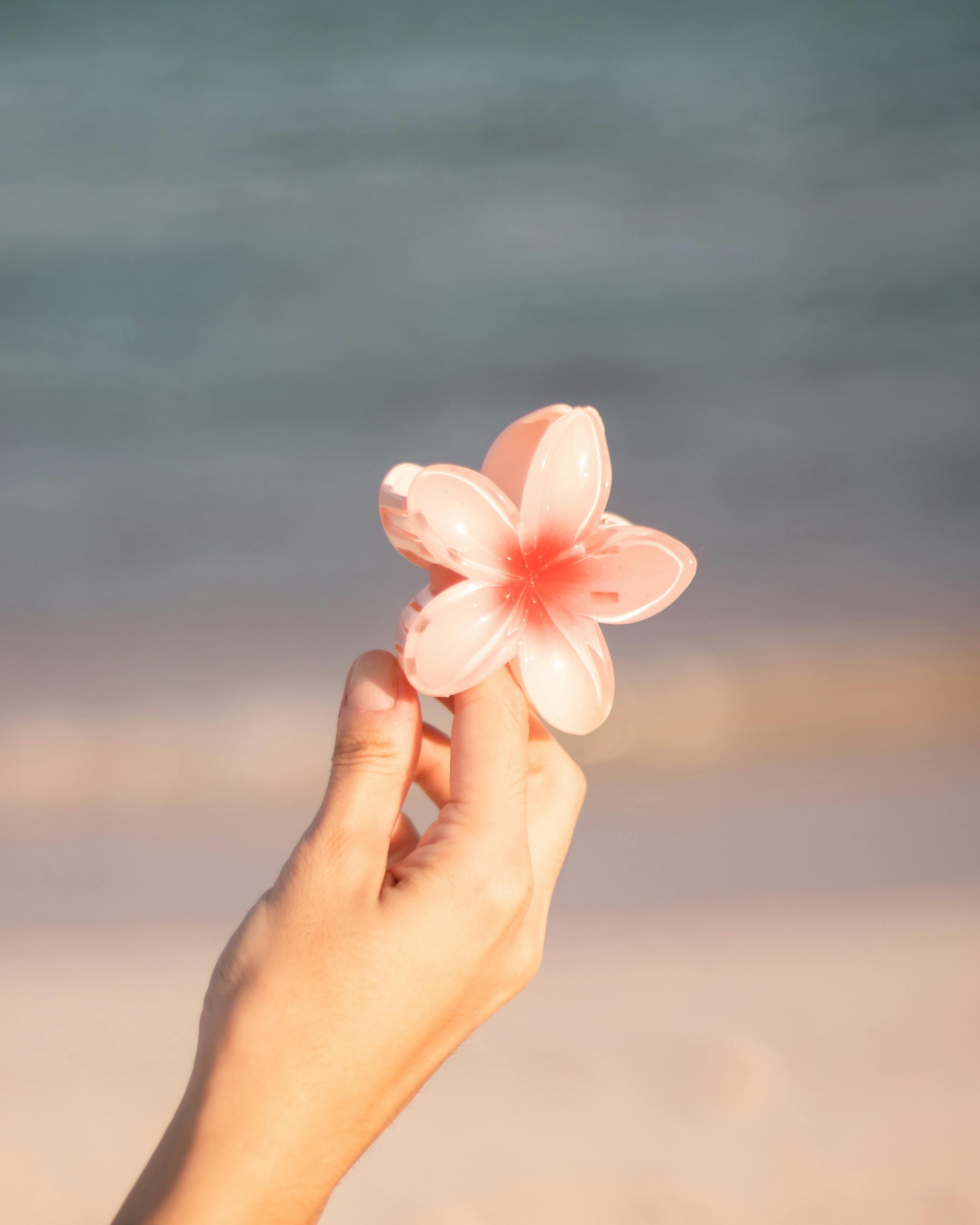 Hand Holding Pink Flower on a Serene Beach · Free