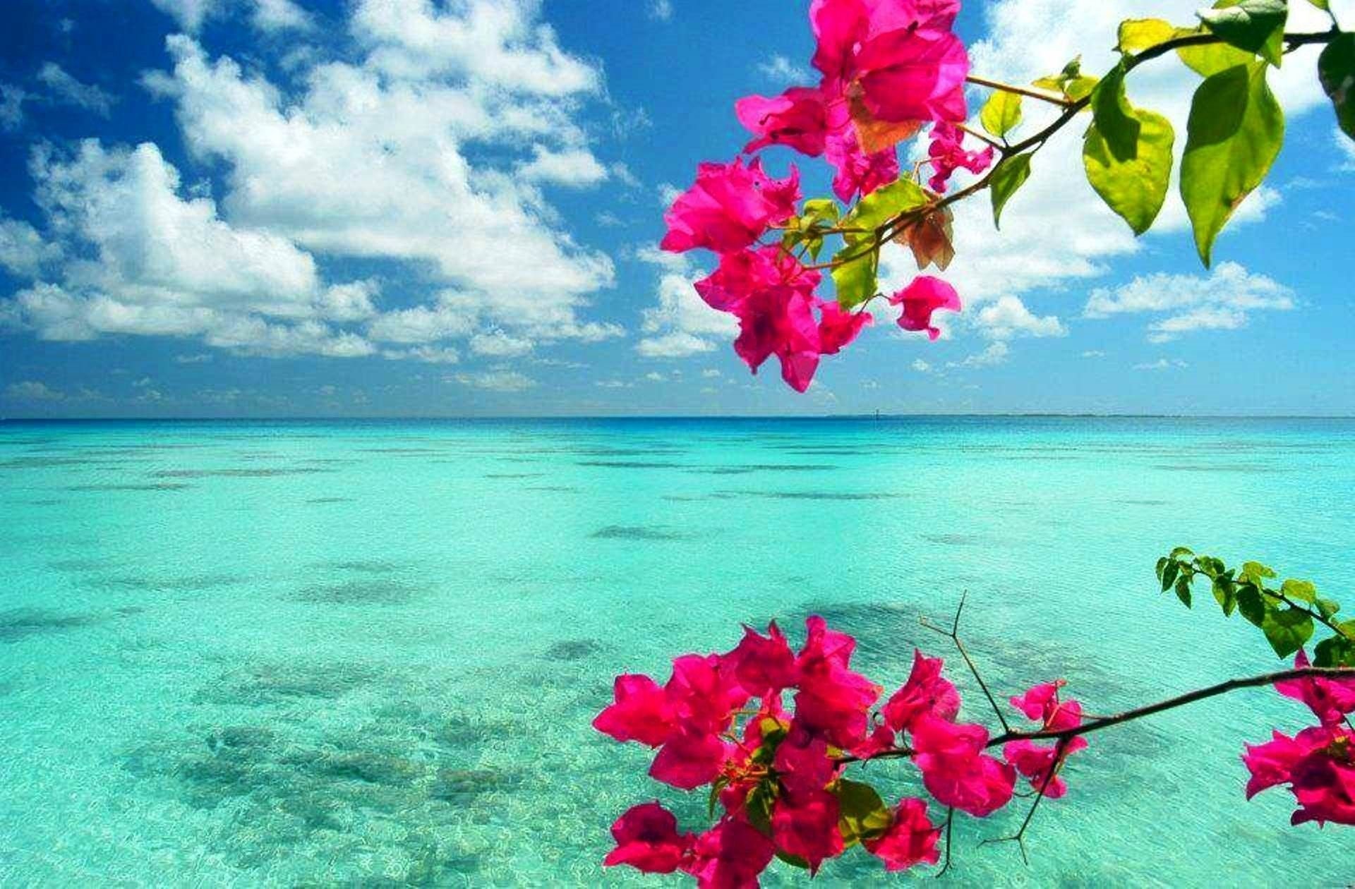 Download Turquoise Flower Nature Ocean Image