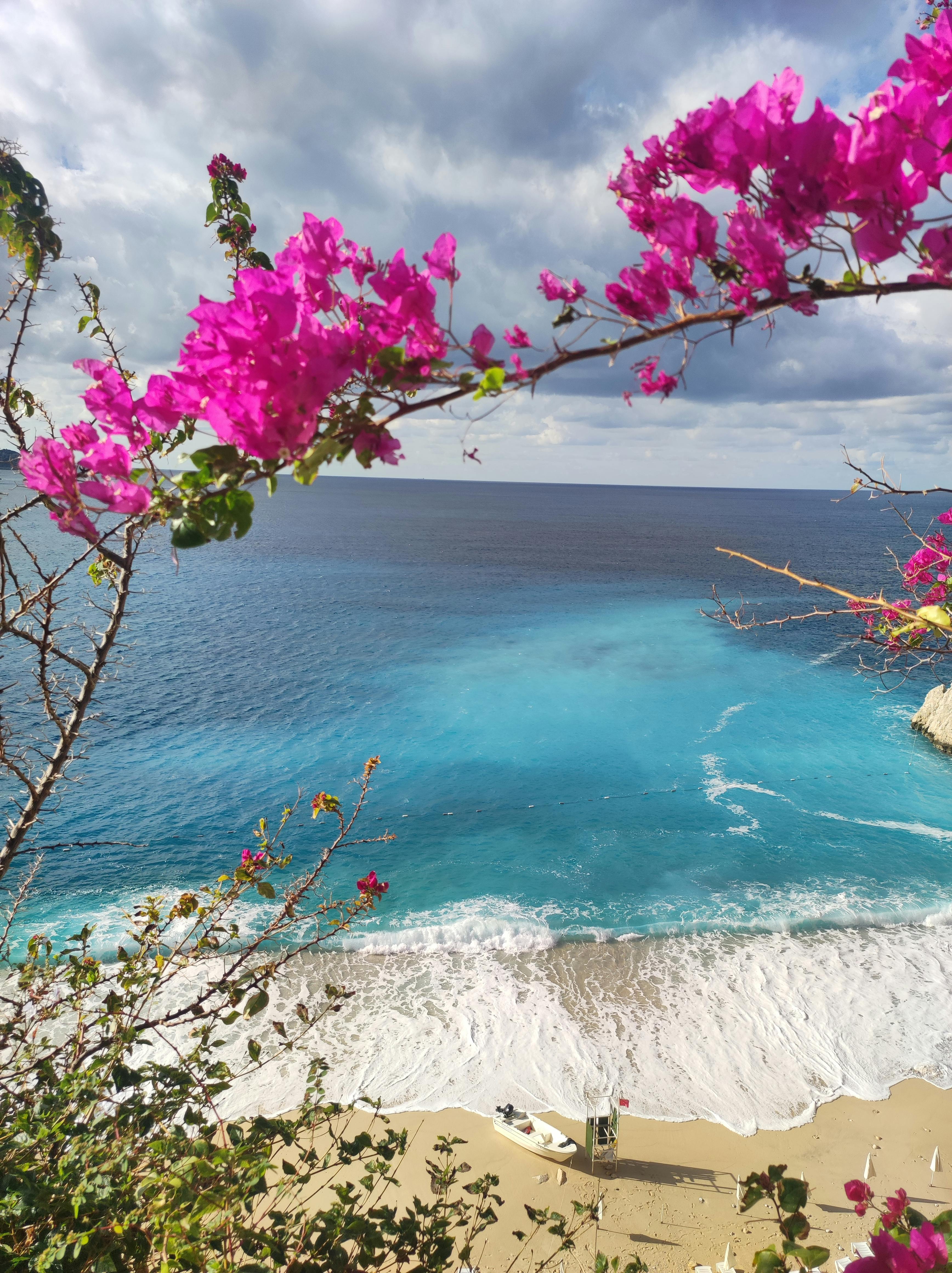 Flowers and Beach below · Free